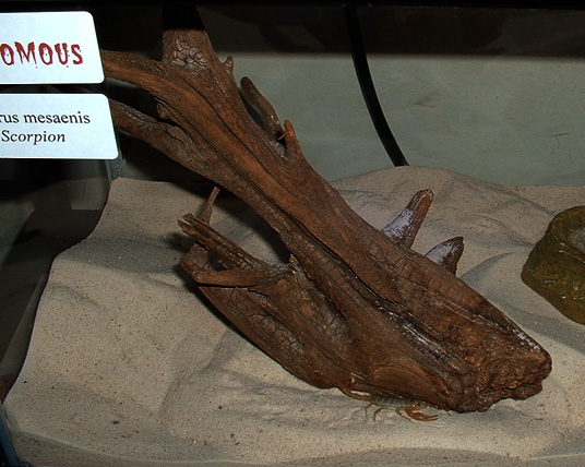 Smeringurus mesaenis