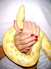 ACE