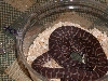Female bredli