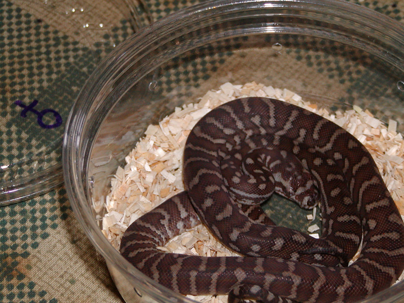 Female bredli