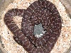Female bredli