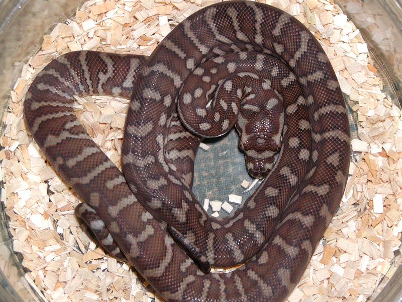 Female bredli