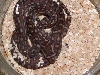 Male bredli