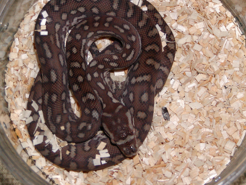 Male bredli