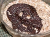 Male bredli