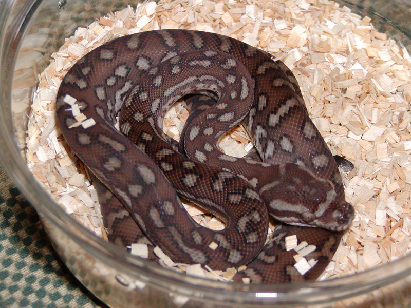 Male bredli