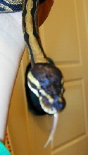 honey sticking her tongue out