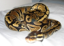 pretzel honey