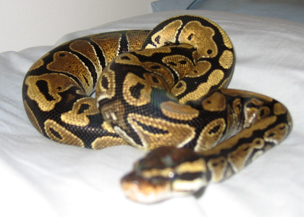 pretzel honey