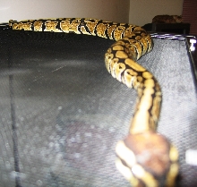honey on her tank
