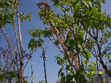 tree2