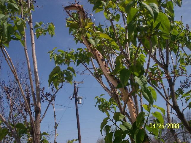 tree2