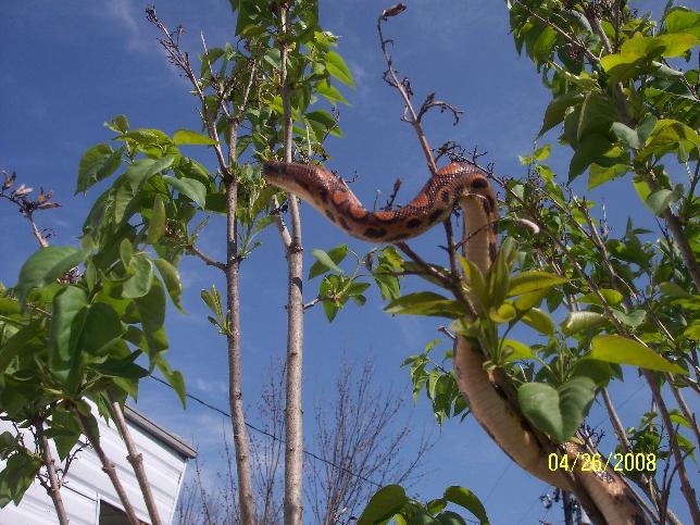 tree3