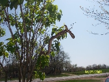 tree4