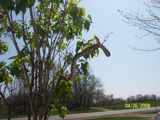 tree4