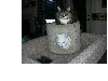 Kitties