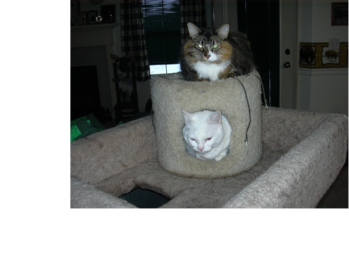 Kitties