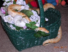Willy (Wilma) Albino Burm