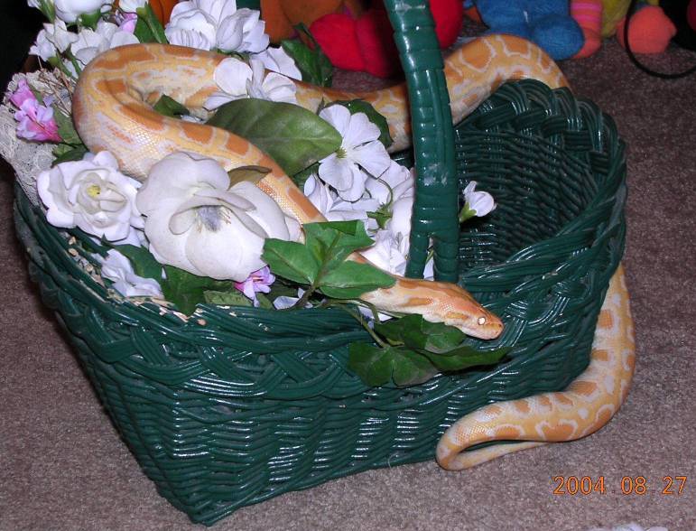 Willy (Wilma) Albino Burm