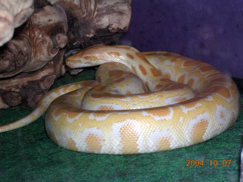Willy (Wilma) Albino Burm