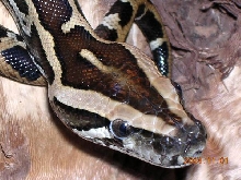 close up Freddy