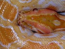 Albino Burmese Python