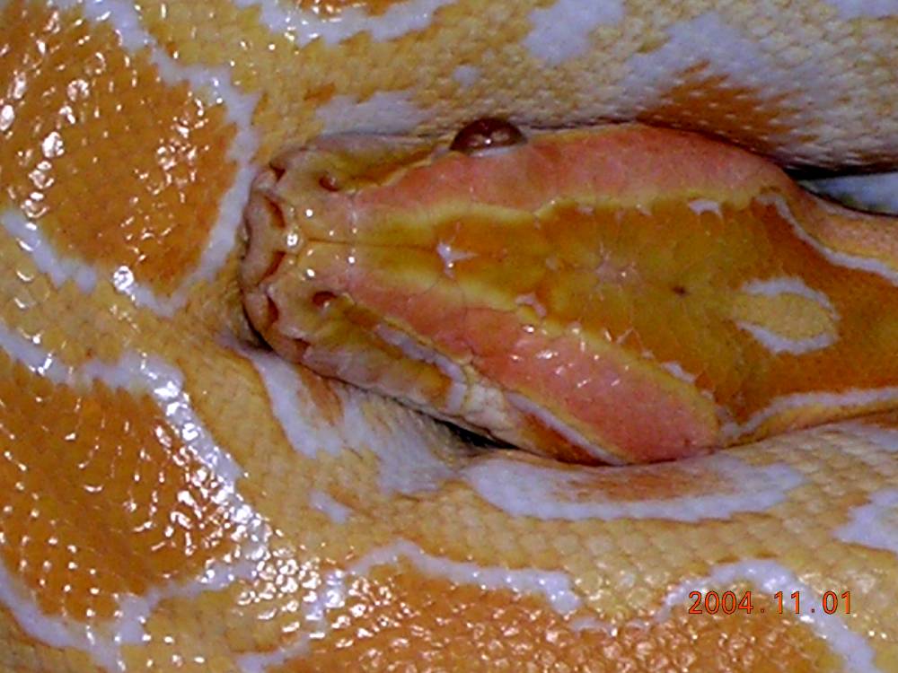 Albino Burmese Python