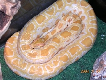 Albino Burmese Female