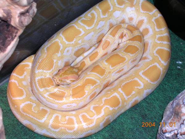 Albino Burmese Female