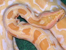 Albino Burmese Female