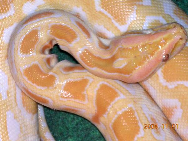 Albino Burmese Female