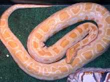 Wilma Albino Burm