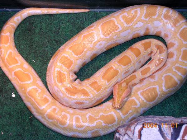 Wilma Albino Burm
