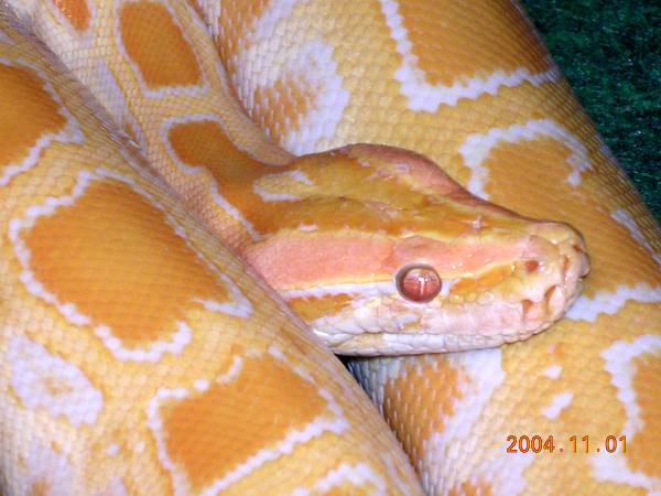 Albino Burmese Python