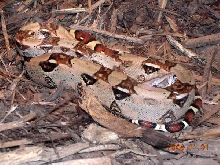 Iris- Redtail Boa