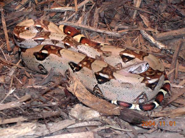 Iris- Redtail Boa
