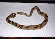 Iris- Redtail Boa 2