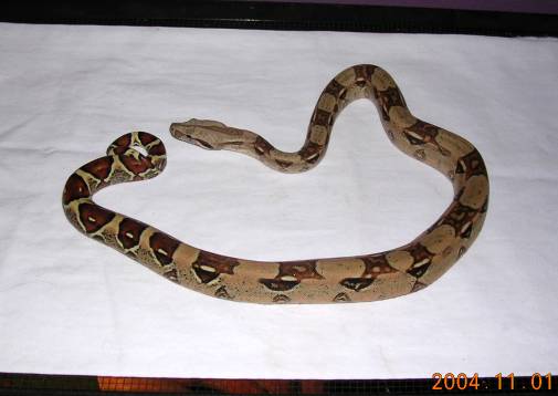 Iris- Redtail Boa 2