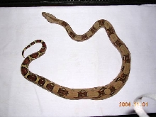 Redtail Boa