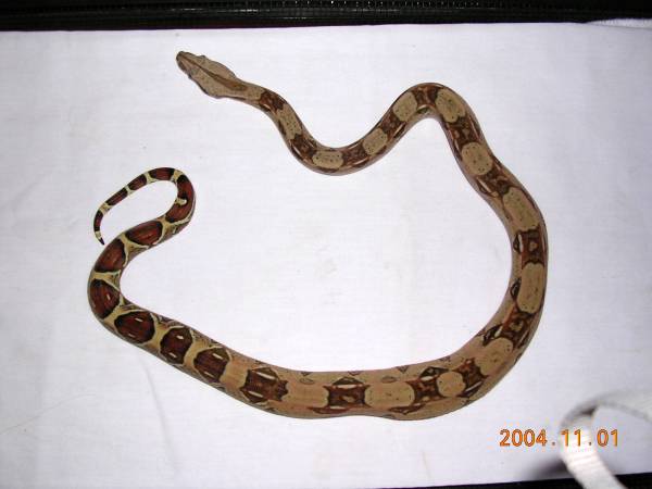 Redtail Boa