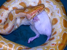 Rat.....  It's what's for dinner