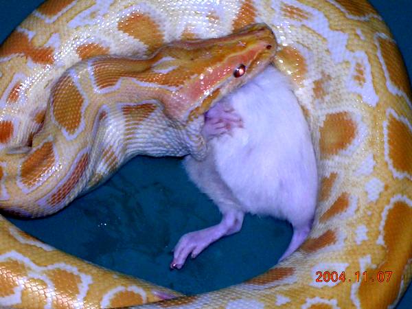 Rat.....  It's what's for dinner