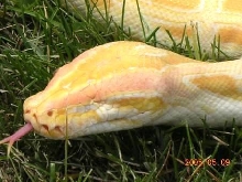 Willy- Albino Burm