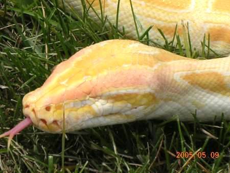Willy- Albino Burm