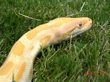 Willy