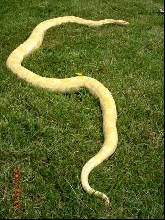 Willy outside