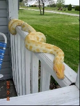 My kind of watch dog