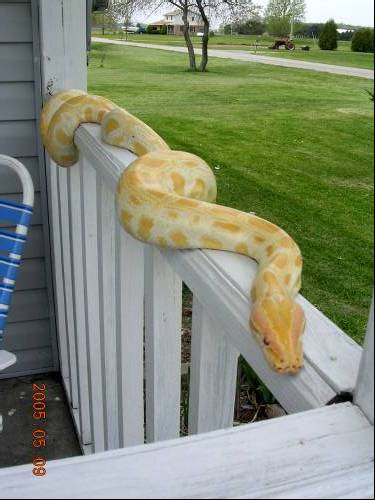 My kind of watch dog