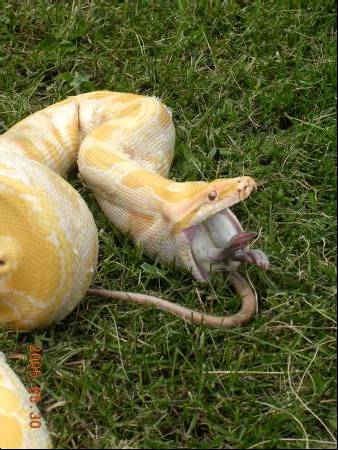 willy outsdiede