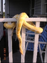 Hanging out